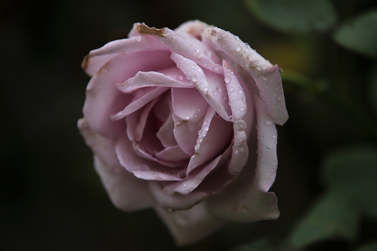 How to Create a Picture-Perfect Rose Garden